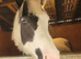 Potential Super Cob.