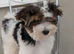 Chunky Biewer Terrier puppies.