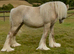 Kind Palomino yearling filly