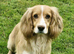 Lemon roan working cocker dog pup