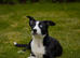Border collie pup