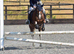 12hh, 9yo Pony Club Mare – For Sale