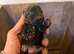 Mix dachshund litter