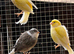Stunning canaries