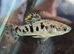 QUALITY TROPICAL LIVEBEARERS by pairs ; Limias - ZOOGONICHTHYS "TEQUILA"- AMECA SPLENDENS -CARACAUDON LATERALIS  RED