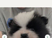 Kc registered Pomeranian Puppies