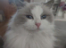 Ragdoll kittens due