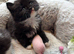 1/2 british short hair kittens