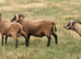 Manx Loughton shearling rams