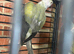 Proven pair with breeding g cage