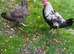 Couple of Dorking Chickens For Sale