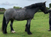 Gorgeous Blue Roan gelding, approx 14hh, rising 5