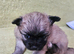 Beautiful Pomchi puppys