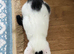 Black and White British Shorthair 6 months