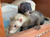 2 female ferrets