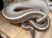 Mixed snakes