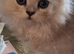 Persian chinchilla kittens