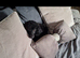 Black young adult male toy/mini poodle kc registered