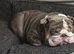 Female English bulldog