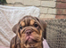 Chocolate tan bulldog