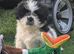 Gorgeous shih Tzu puppy