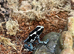 A Selection of Frogs at Birmingham Reptiles