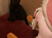 Beautiful boy kitten