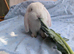 French Lop Rabbits – Ready from 4th September
