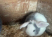 Mini lop ears males only