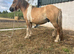 Shetland x gelding