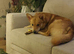 “Two Friendly Dogs Available for Rehoming – 3 Years Old”