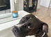 Staffie cross