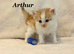 Six absolutely stunning Persian Kittens