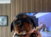 KC beautiful cavalier, King Charles spaniels