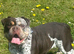 ️Beautiful olde English bulldogs️