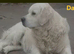 Golden retriever bitch puppy
