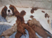 Cavapoo mix litter
