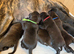 Stunning brindle staffys!