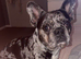 PROVEN FRENCHIE STUD AVAILABLE