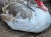 Muscovy ducks looking for new pond