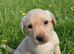 **STANLEY** Beautiful Labrador Boy Available