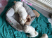 3 puppies available