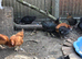 Point of lay hens available
