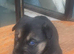 Siberian husky x Labrador puppies