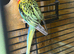 A pair of adult rosellas