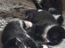 4 Kitens mum Russian blue & dad white and black.