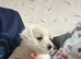 1 Beautiful westies girl left