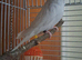 Beautiful Albino Female Budgie &ndash; 14 Months Old (Breeding Ready)