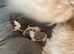 Shih Tzu imperial puppies