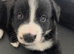 LAST 3 Bordernese puppies
